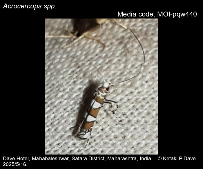 MOI-pqw440