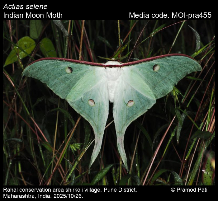 MOI-pra455