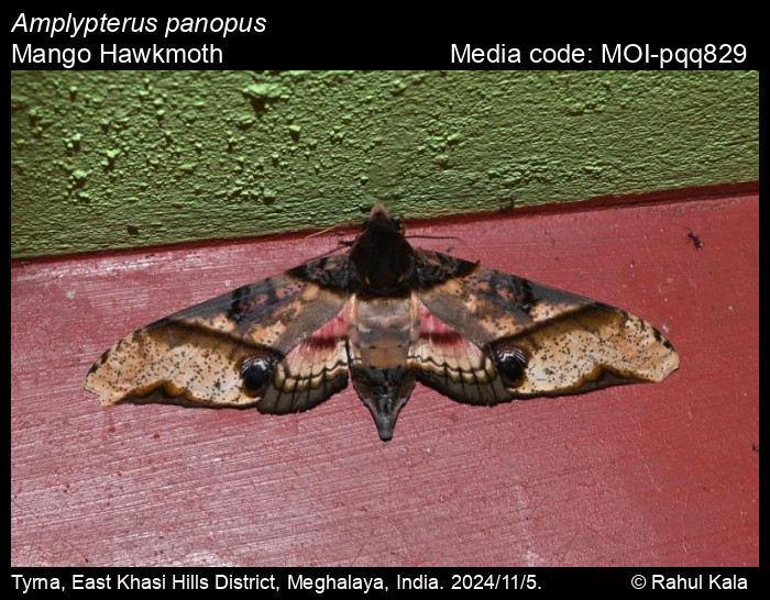 MOI-pqq829