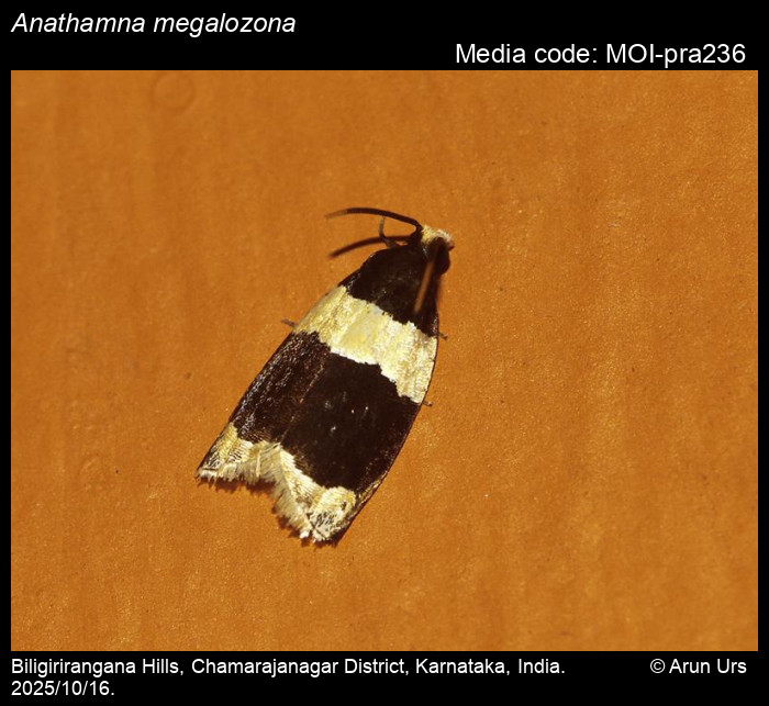 MOI-pra236