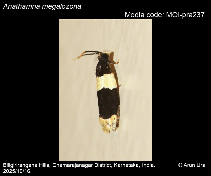 MOI-pra237