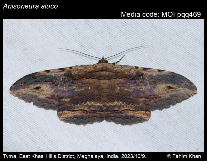 MOI-pqq469