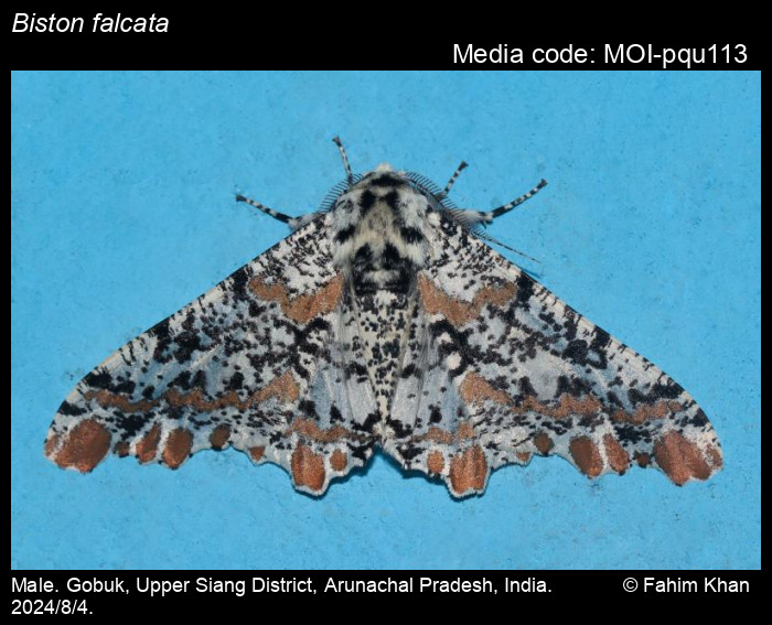 MOI-pqu113