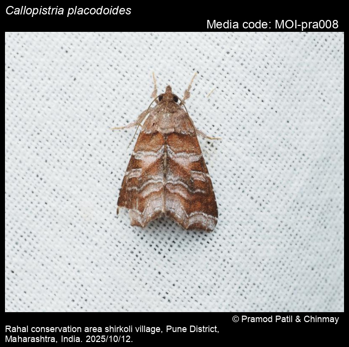 MOI-pra008