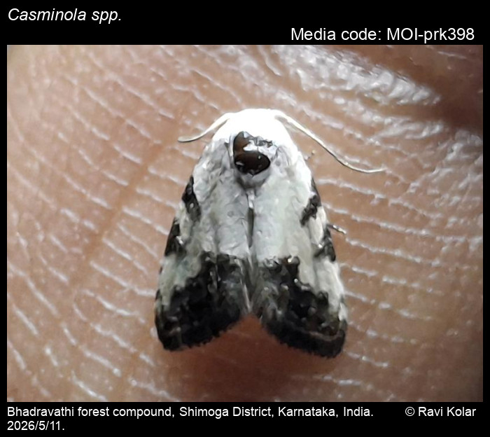 MOI-prk398
