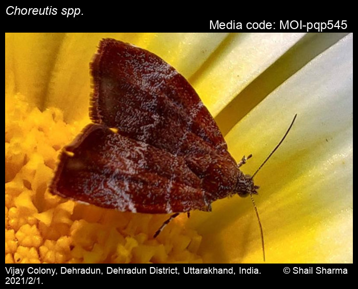 MOI-pqp545