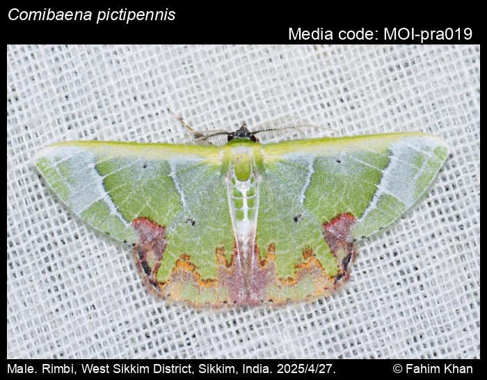 MOI-pra019