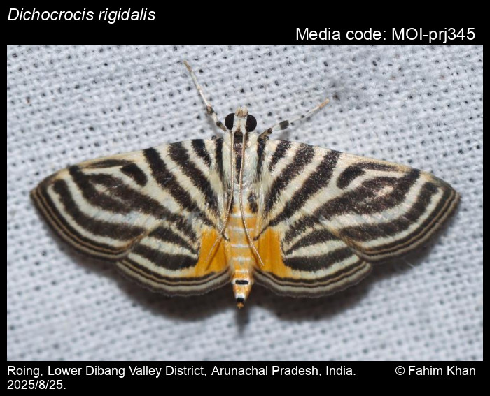 MOI-prj345