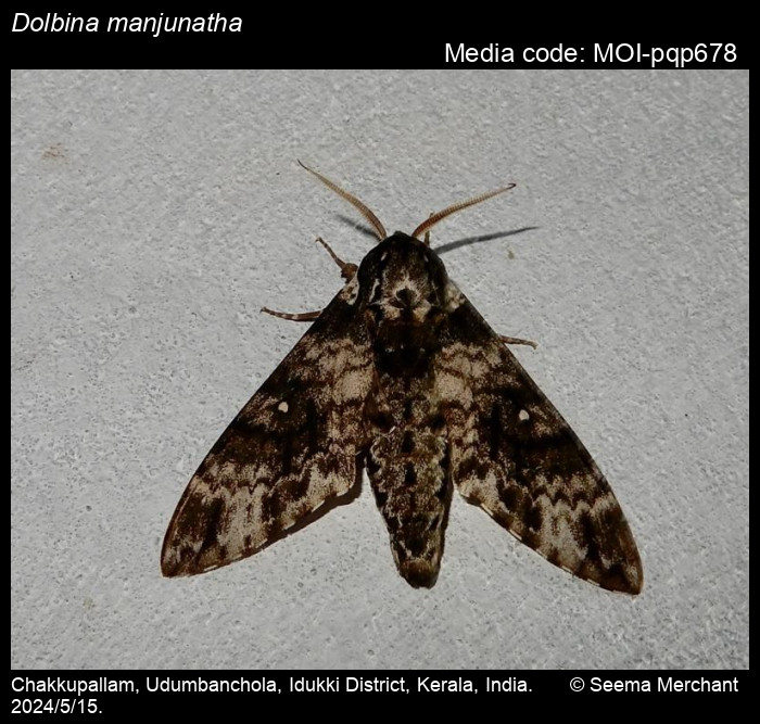 MOI-pqp678