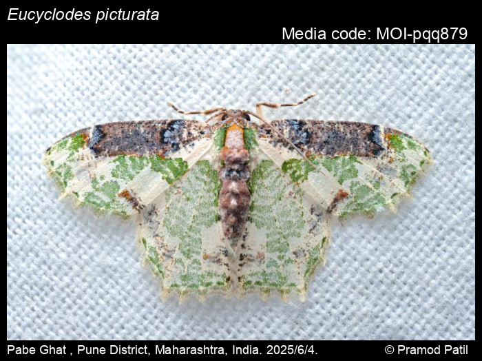 MOI-pqq879