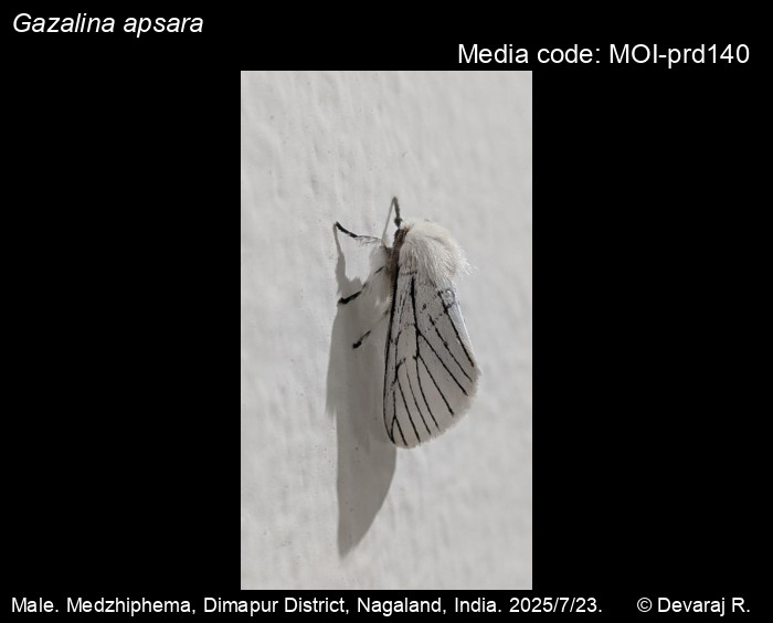 MOI-prd140