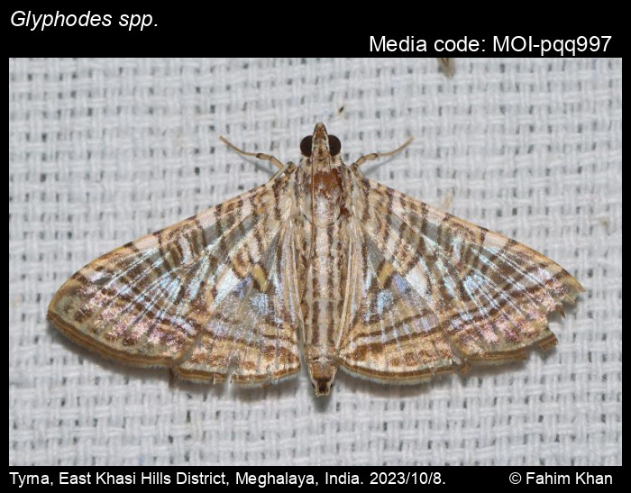 MOI-pqq997