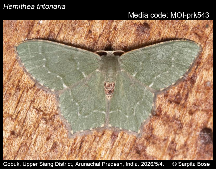 MOI-prk543