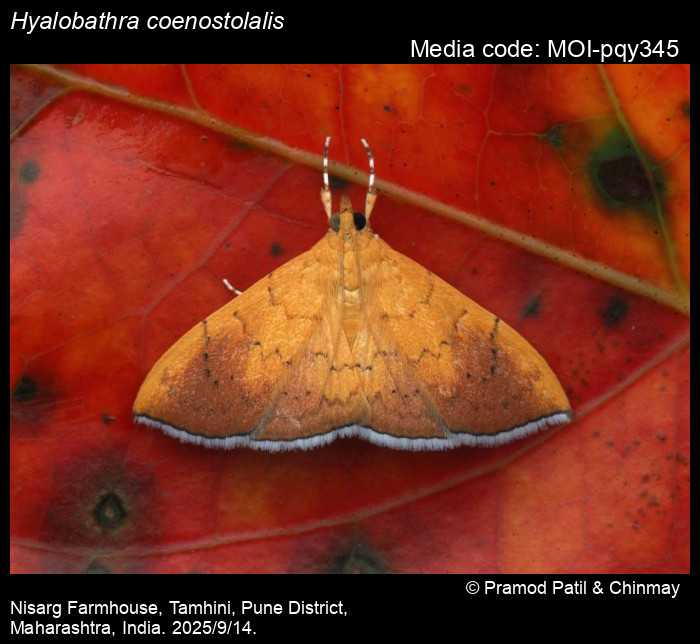 MOI-pqy345