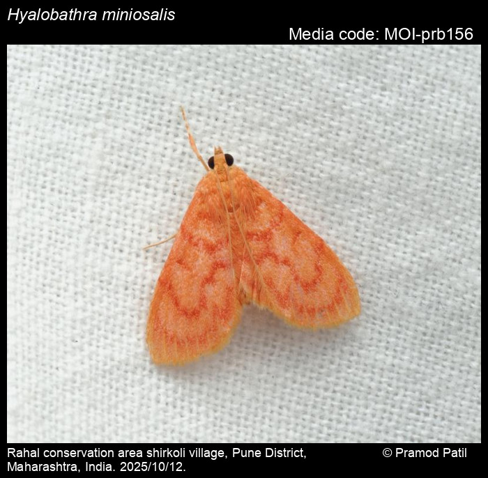 MOI-prb156