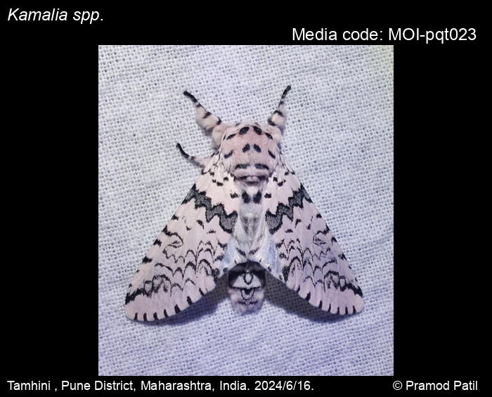 MOI-pqt023