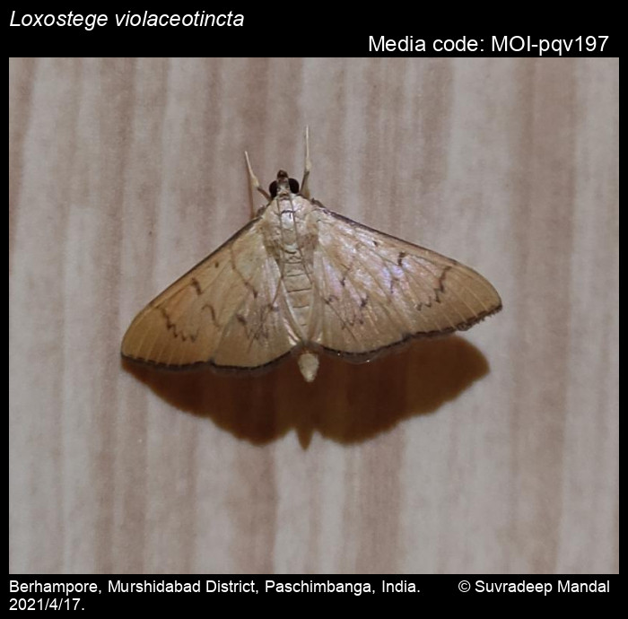MOI-pqv197