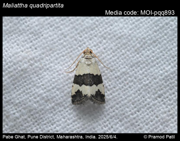 MOI-pqq893