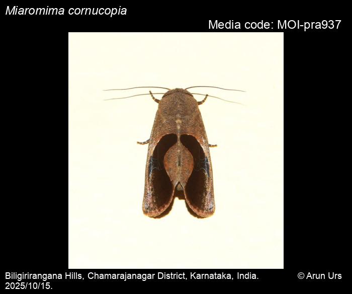 MOI-pra937