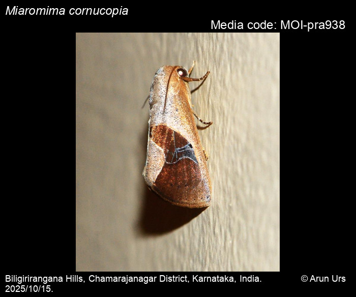 MOI-pra938