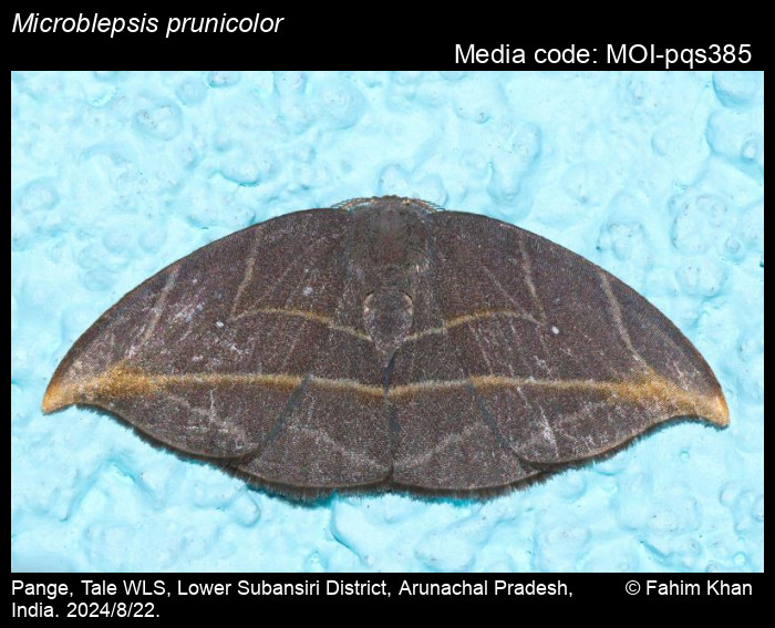 MOI-pqs385