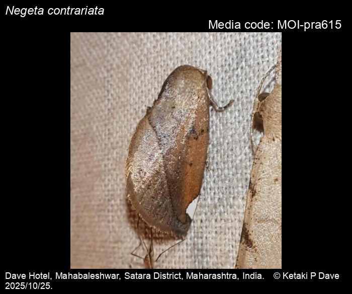MOI-pra615