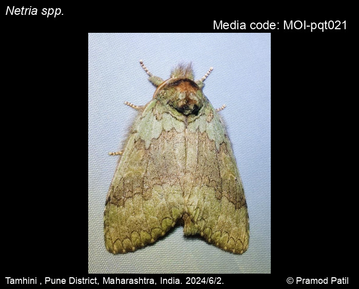 MOI-pqt021