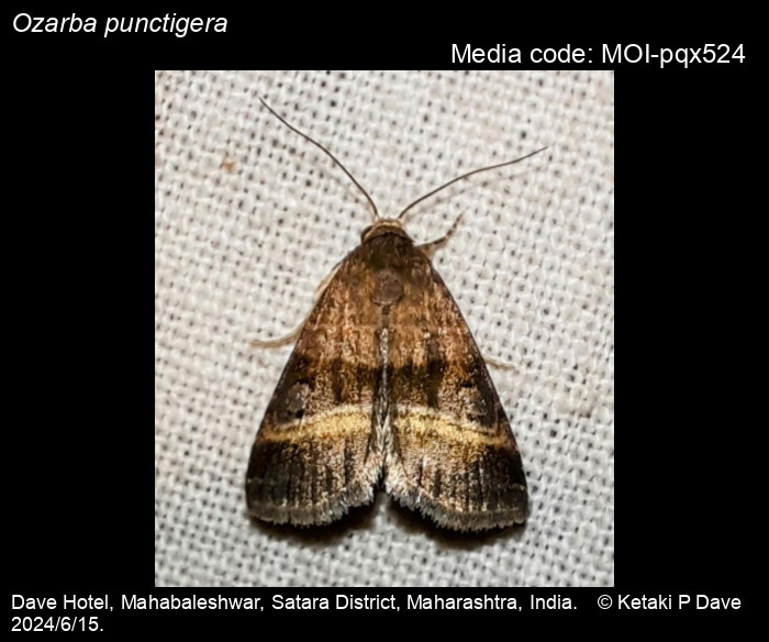 MOI-pqx524