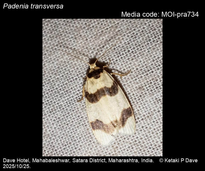 MOI-pra734
