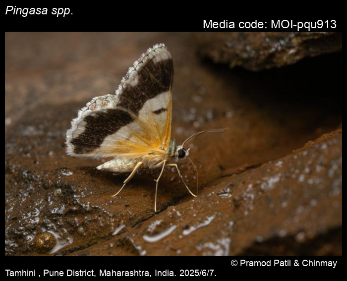 MOI-pqu913