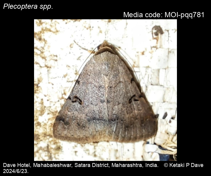 MOI-pqq781