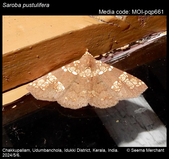 MOI-pqp661