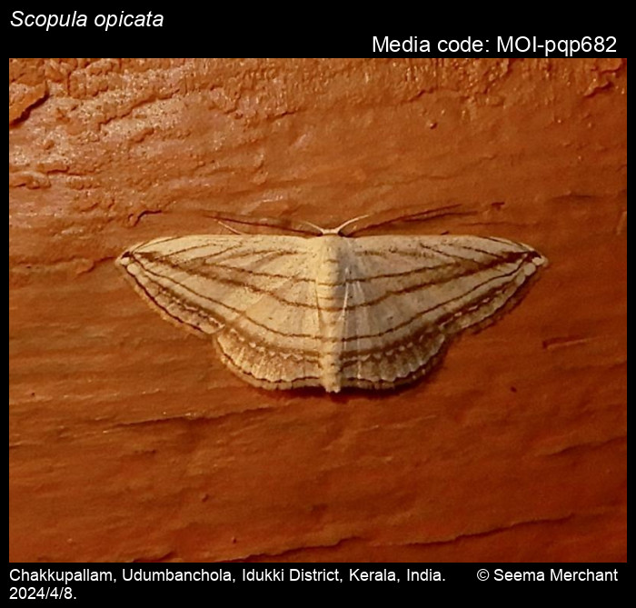 MOI-pqp682
