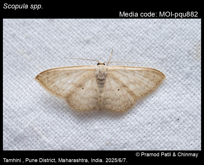 MOI-pqu882