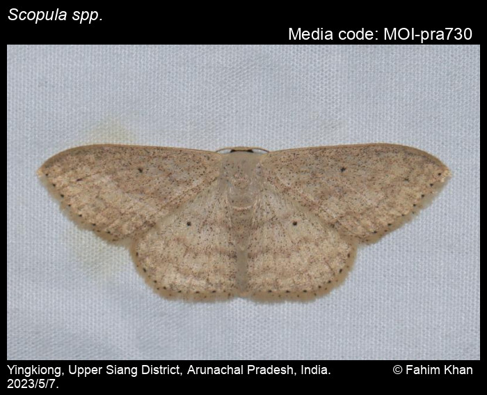 MOI-pra730