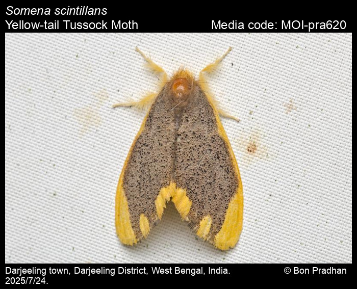 MOI-pra620