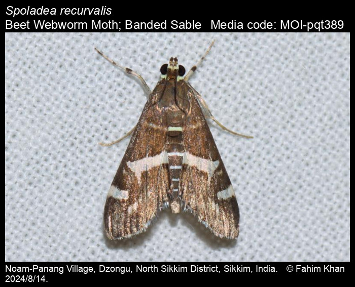MOI-pqt389