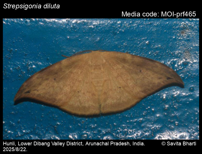 MOI-prf465
