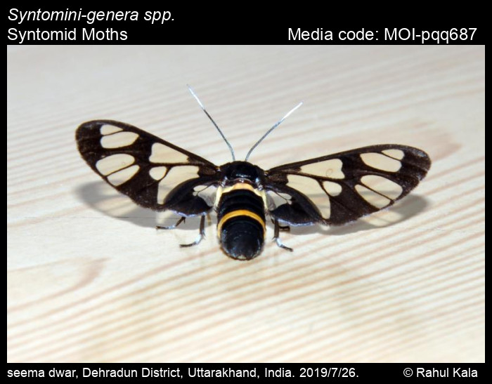MOI-pqq687