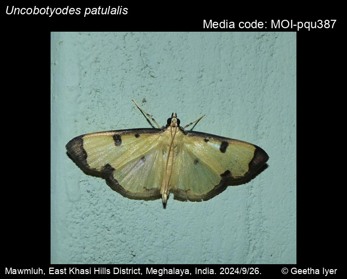 MOI-pqu387