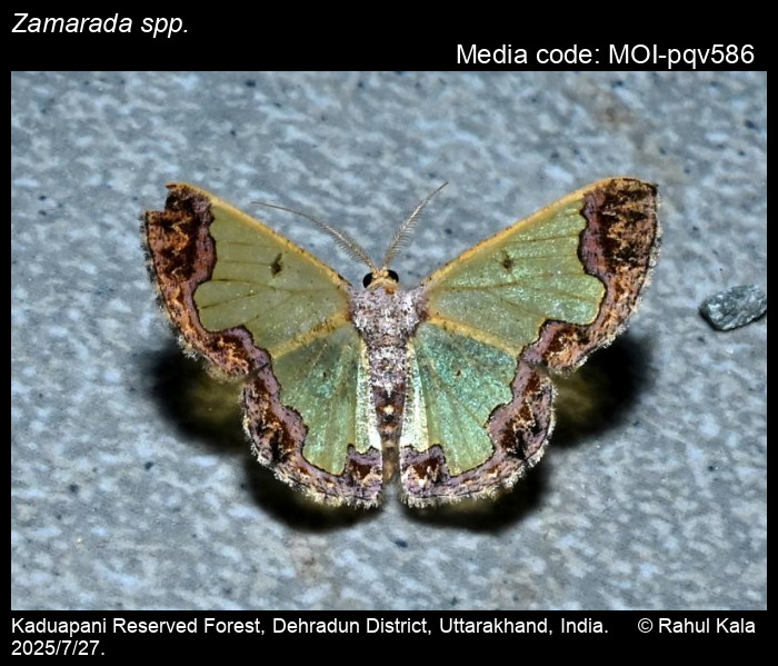 MOI-pqv586
