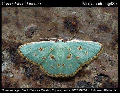 Comostola laesaria (Walker, 1861) - | Moths