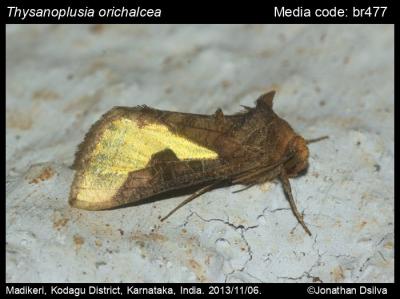 Burnished Brass  Butterfly Conservation