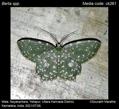 Emerald Tiger Moth