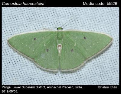 Comostola hauensteini Smetacek, 2004 - | Moths